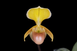 Paphiopedilum helenae Huntington's Jellybean HCC/AOS 77 pts.